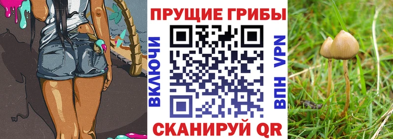 Купить где  Грязи  Галлюциногенные грибы мухоморы 